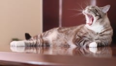 Regelmäßige Kontrollen der Zähne und des Zahnfleisches sind bei Katzen wichtig.