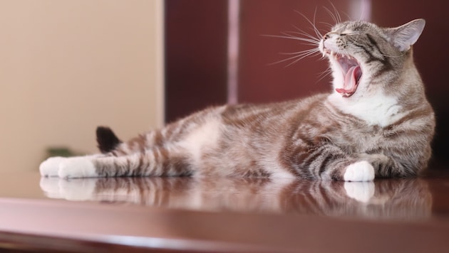 Regelmäßige Kontrollen der Zähne und des Zahnfleisches sind bei Katzen wichtig.