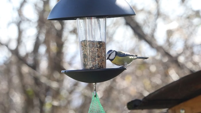 Wer Wildvögel sinnvoll unterstützen will, sollte genau hinschauen – und im Zweifel lieber ...