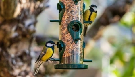 Vogelfutter ist oft minderwertig. Ein höherer Preis hängt dabei nicht unbedingt auch mit höherer ...