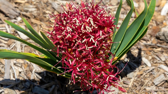 Die wahrscheinlichste Quelle der Giftstoffe sei, so das Team, der milchige Saft aus der Zwiebel ...