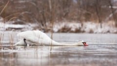 Dieser Schwan in Lustenau hat mit dem Glatteis offensichtlich so seine Probleme