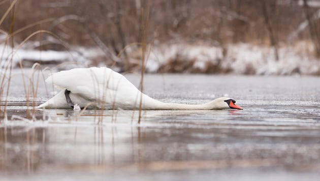Dieser Schwan in Lustenau hat mit dem Glatteis offensichtlich so seine Probleme