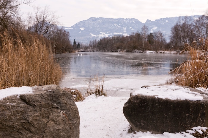 Viele stehende Gewässer in Vorarlberg sind derzeit zugefroren – so auch der Alte Rhein
