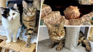 Ob die Katzen Fauchbert, Pawlina, Jimmy oder Bartagame Skylla, sie alle suchen einen schönen ...