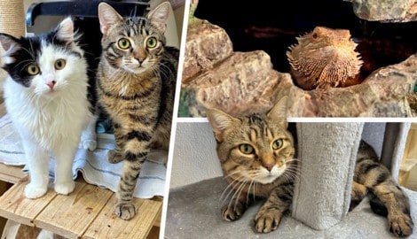 Ob die Katzen Fauchbert, Pawlina, Jimmy oder Bartagame Skylla, sie alle suchen einen schönen ...