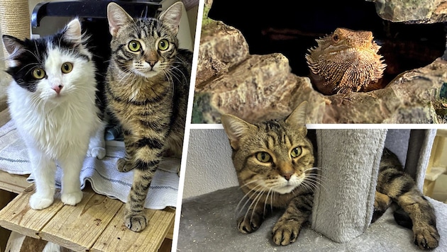 Ob die Katzen Fauchbert, Pawlina, Jimmy oder Bartagame Skylla, sie alle suchen einen schönen ...