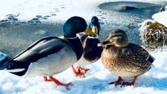 Die Tiere finden in ihrer natürlichen Umgebung ausreichend Nahrung.