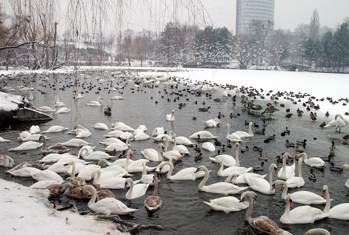 Schwäne und Enten „betteln“ nicht, weil sie hungrig sind, sondern weil sie durch unkontrollierte ...
