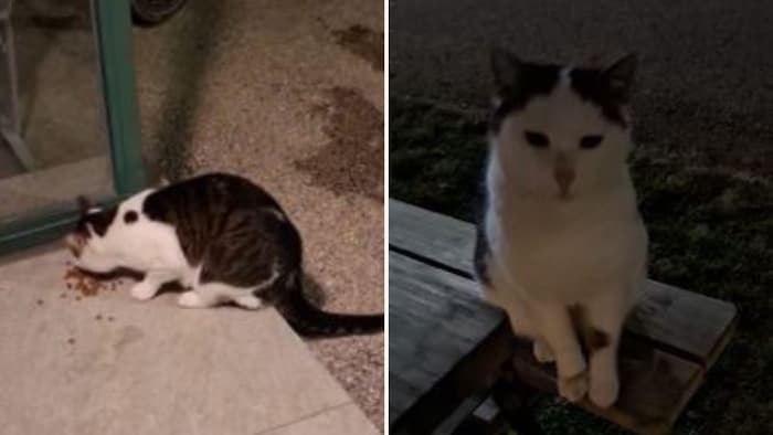 Wohin gehört das Kätzchen?