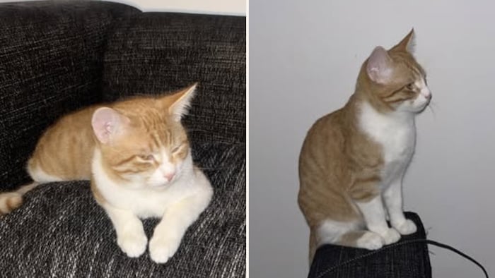 Dieser hübsche Kerl möchte wieder in sein feines Nestchen!