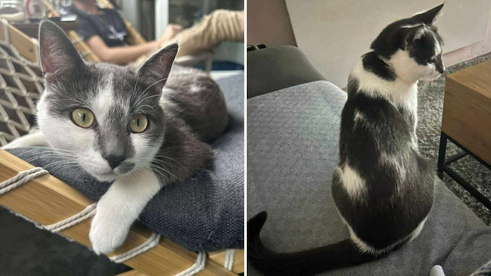 Ryuk soll wieder zu seiner Familie kommen.