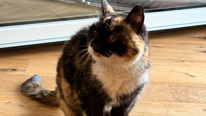 Wo ist mein Zuhause?