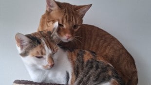 Die verwaisten Katzerl suchen nach einem bleibenden Zuhause. Wer ihnen Geborgenheit schenken ...