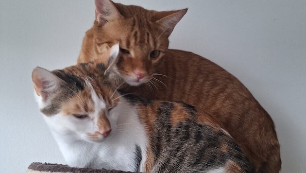 Die verwaisten Katzerl suchen nach einem bleibenden Zuhause. Wer ihnen Geborgenheit schenken ...