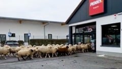 Rund 50 Schafe stürmten in den bayrischen Supermarkt.