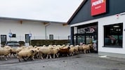Rund 50 Schafe stürmten in den bayrischen Supermarkt.