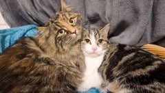 Die geretteten Katzen halten nun nach einem Zuhause Ausschau.