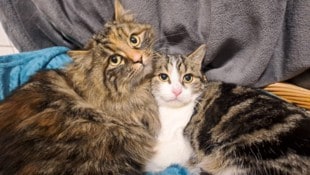 Die geretteten Katzen halten nun nach einem Zuhause Ausschau.