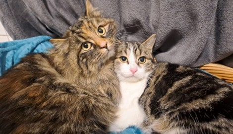 Die geretteten Katzen halten nun nach einem Zuhause Ausschau.