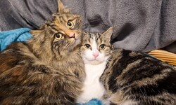 Die geretteten Katzen halten nun nach einem Zuhause Ausschau.