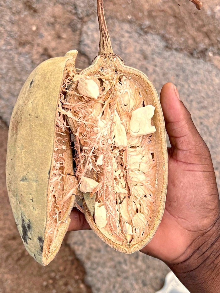 Affenbrotbäume mit nährstoffreicher „Superfrucht“.