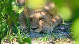 Löwin in Gedanken auf der Jagd