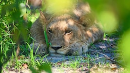Löwin in Gedanken auf der Jagd
