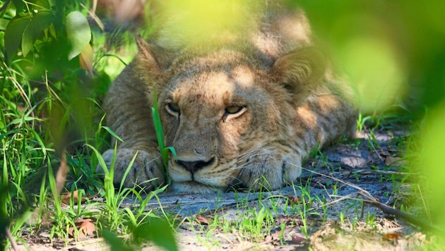 Löwin in Gedanken auf der Jagd