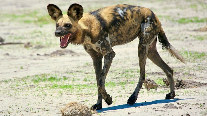 Wildhund im Hyänen-Look zeigt Zähne