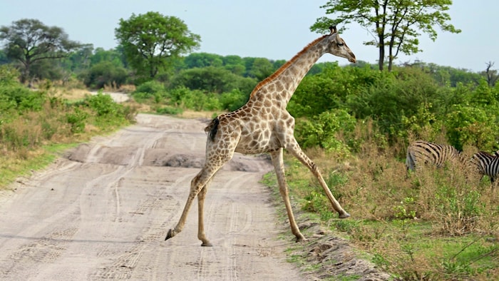 Aufgeschreckt, sucht die junge Giraffe das Weite.