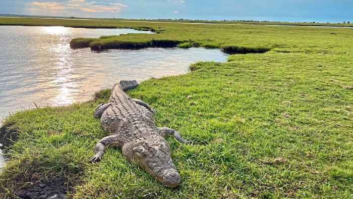 Krokodil am Chobe River als Relikt aus einer anderen Zeit