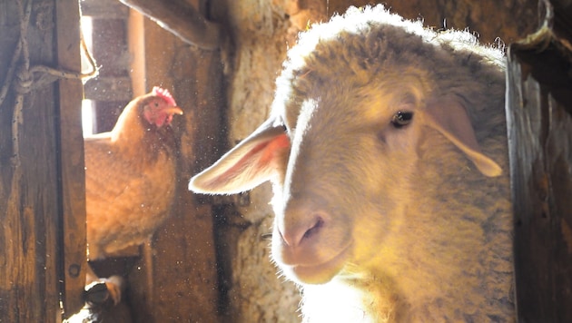 Viel Heu, viel Arbeit und viel Verwantwortung steckt hinter unseren heimischen Stalltüren.