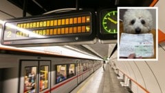 Auch der süßeste Hundeblick half nichts – Regeln sind Regeln und wer beim Schwarzfahren erwischt ...