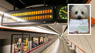 Auch der süßeste Hundeblick half nichts – Regeln sind Regeln und wer beim Schwarzfahren erwischt ...