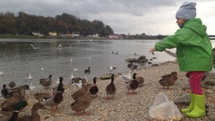 Ein paar Krümelchen aus Kinderhand sind noch unbedenklich, ganze Semmeln können tödlich sein.
