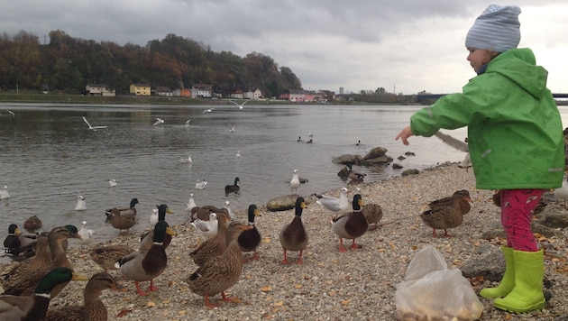 Ein paar Krümelchen aus Kinderhand sind noch unbedenklich, ganze Semmeln können tödlich sein.