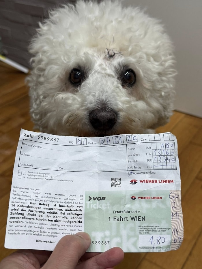 Die flauschige Fellnase mit seinem teuren Ticket