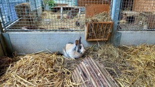 Rund 1500 Tiere warten in den Heimen auf ein neues Zuhause.