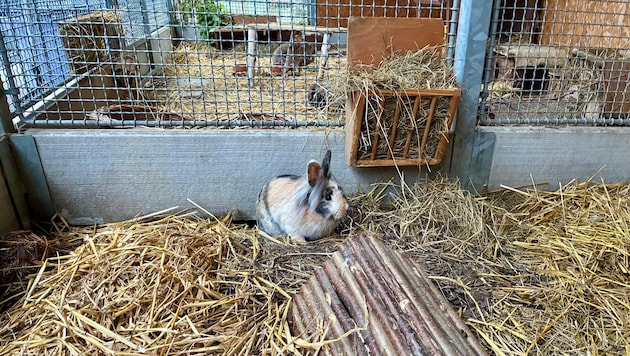 Rund 1500 Tiere warten in den Heimen auf ein neues Zuhause.