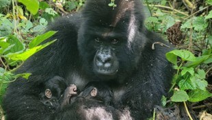 Die stolze Mama mit ihren Babys