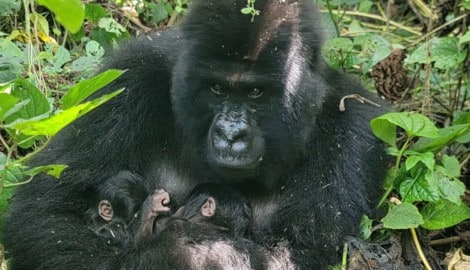 Die stolze Mama mit ihren Babys