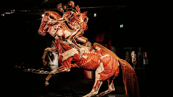 Im Galopp sind alle Muskeln angespannt. Nicht nur jene des Pferdes, sondern auch die des ...