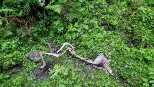 Solche Überreste würden das Risiko einer TBC-Übertragung erhöhen, monieren die Bauern. Die ...