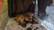 Hund „Frosty“ wurde nach fünf Tagen endlich eingefangen.
