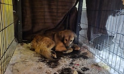Hund „Frosty“ wurde nach fünf Tagen endlich eingefangen.