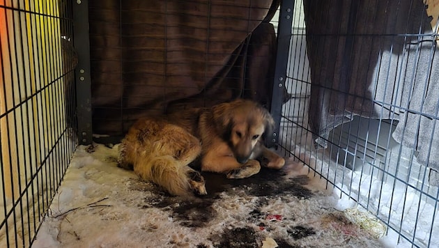 Hund „Frosty“ wurde nach fünf Tagen endlich eingefangen.