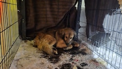 Hund „Frosty“ wurde nach fünf Tagen endlich eingefangen.