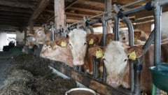 Besonders Rinderbauern sind nicht glücklich über das Mercosur-Abkommen