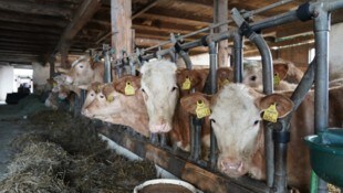 Besonders Rinderbauern sind nicht glücklich über das Mercosur-Abkommen